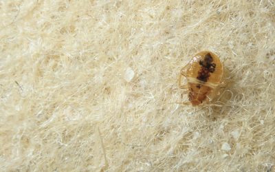 Bed Bug on the upholstery of the sofa